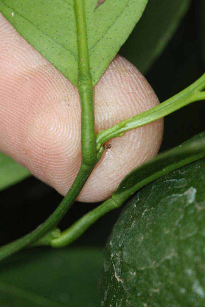              Petiole (Riverside, CA)       